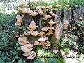 Climacocystis borealis-amf1524-1